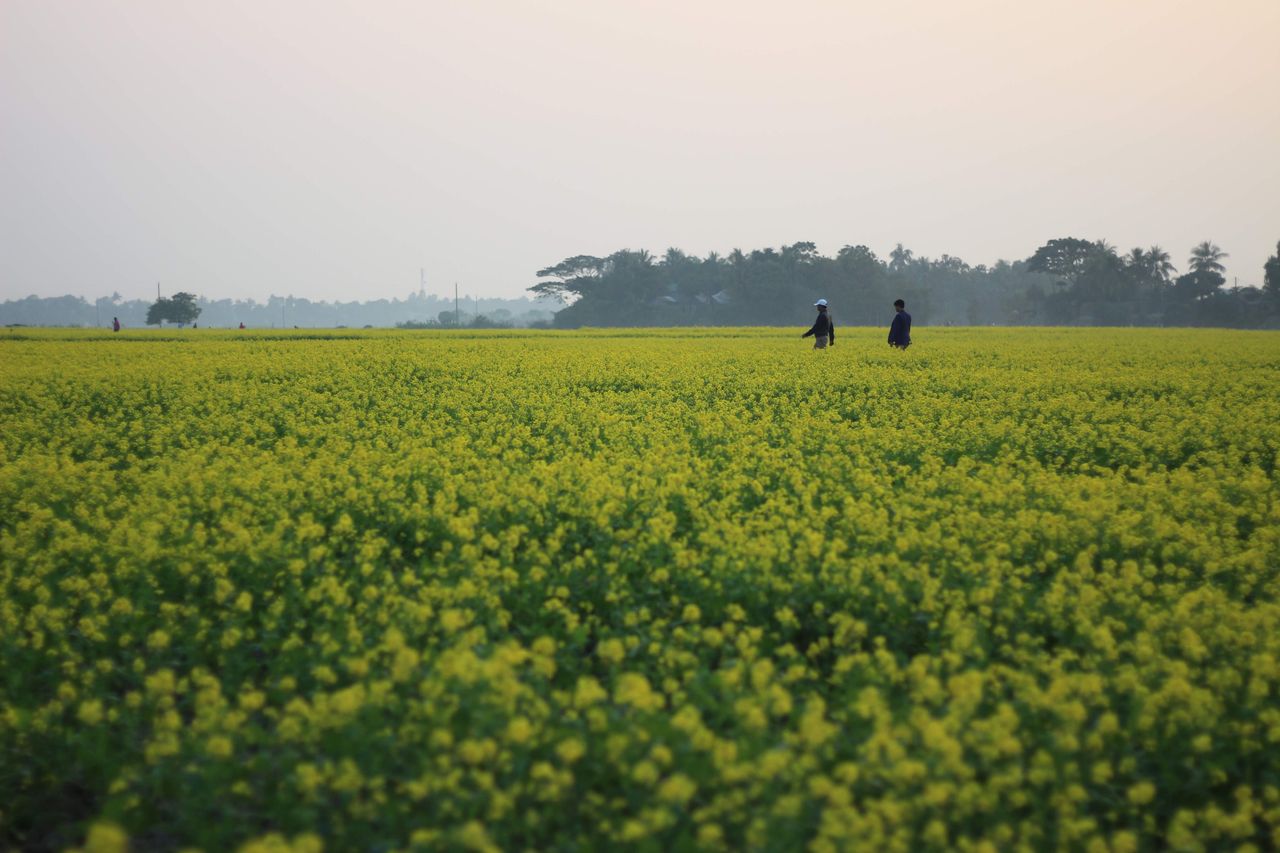 Pemandangan Ladang Bunga Kuning Dua orang berjalan di tengah ladang bunga kuning yang luas
