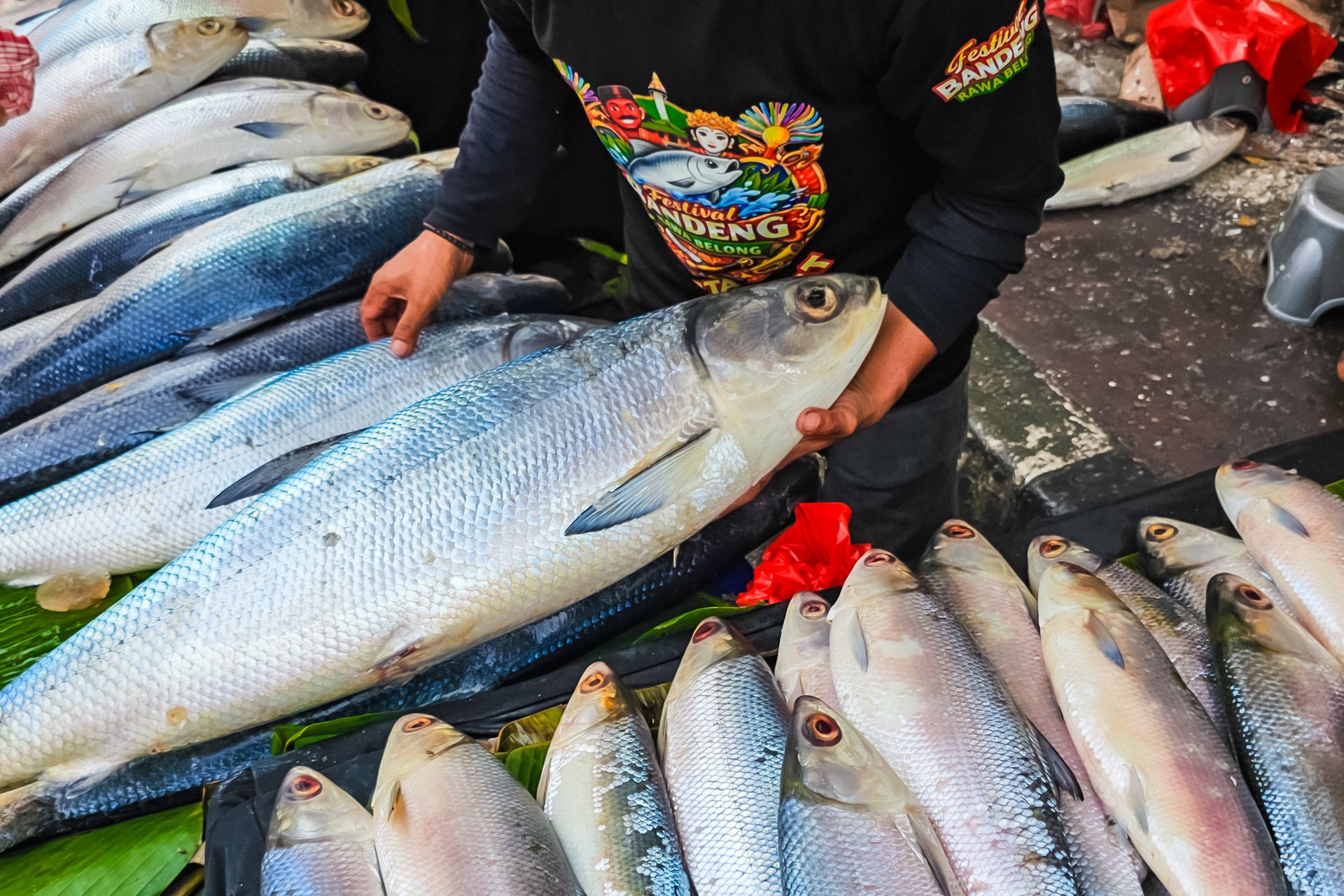 Penjual menunjukkan ikan bandeng segar ukuran besar di pasar tradisional